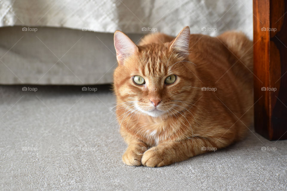 Ginger cat sitting on the carpet or rug in the living room beside the wood table with copy space on the left side.