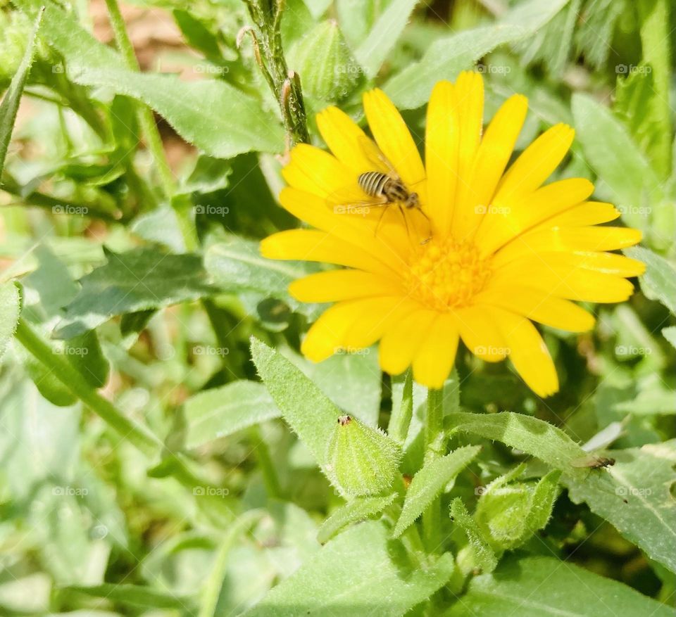 Feeding flower