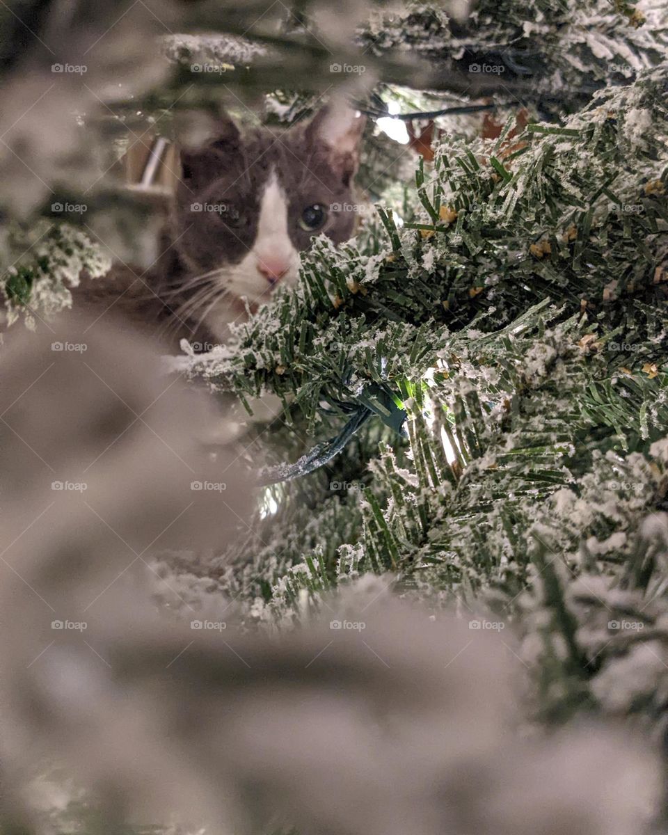 cat in the Christmas tree