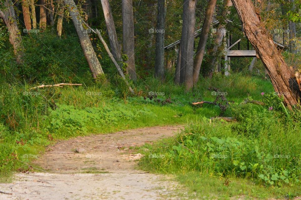 Pathway to the forest