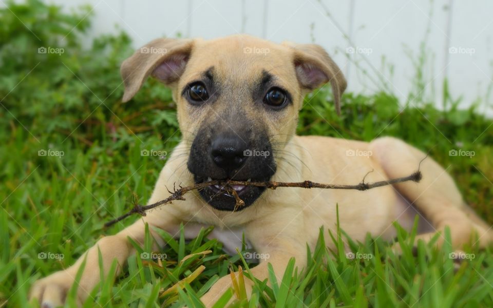 Dog lying down on grass