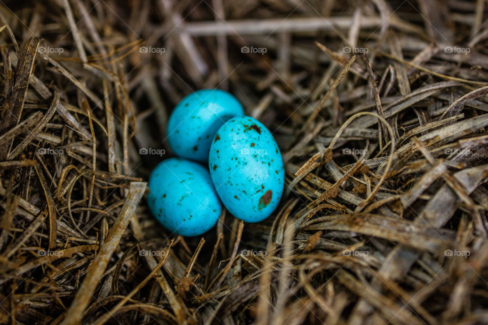 blue easter eggs hidden in birds nest