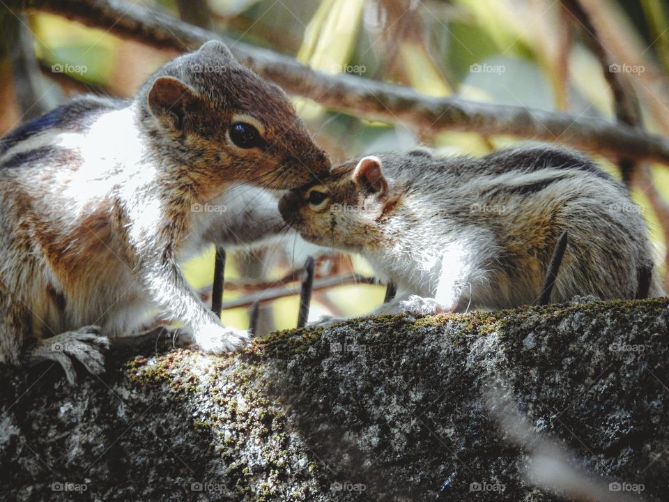 mothers love