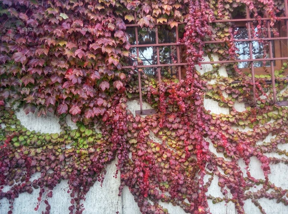 wild grapes дикий виноград