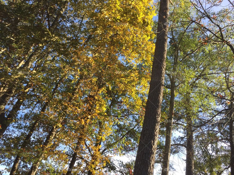 Autumn trees outdoors
