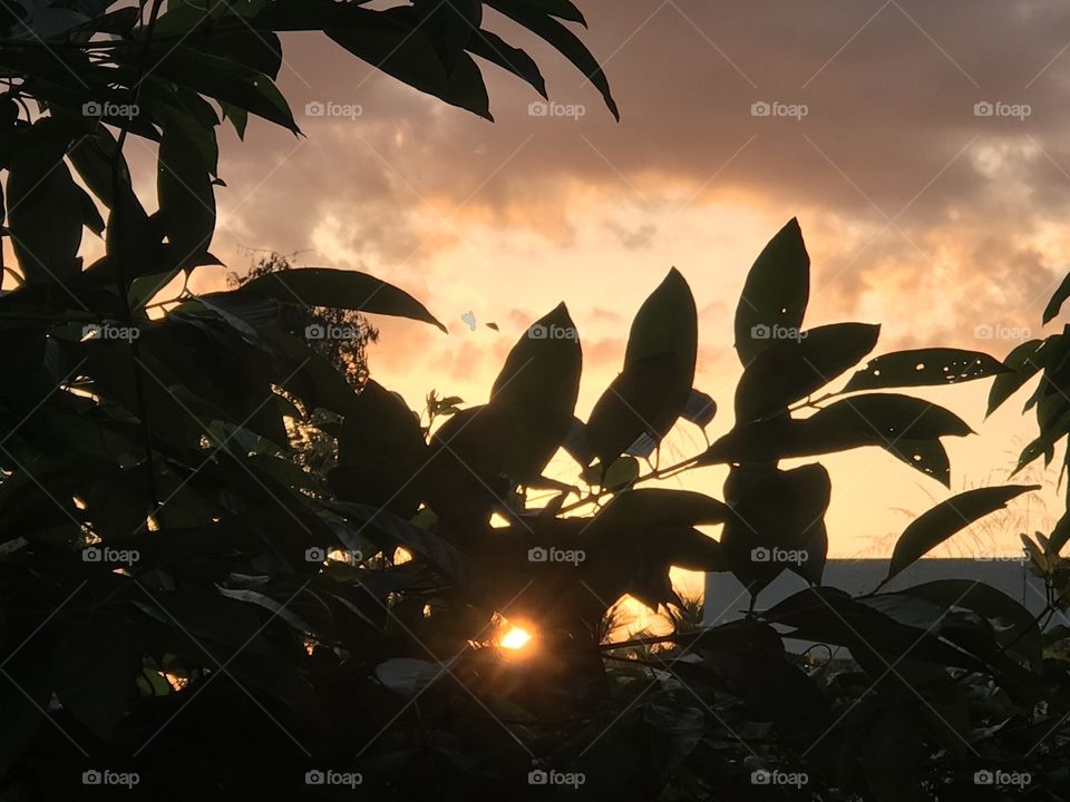 Por do sol sob folhagem. 