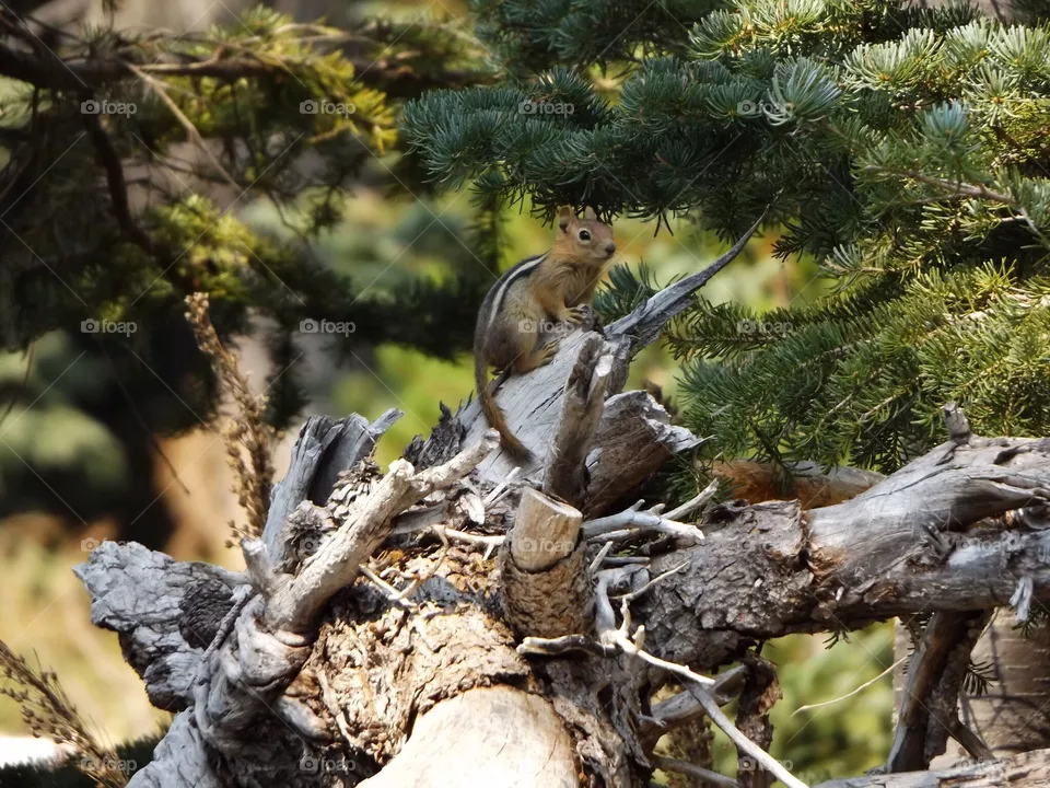 Chipmunk 