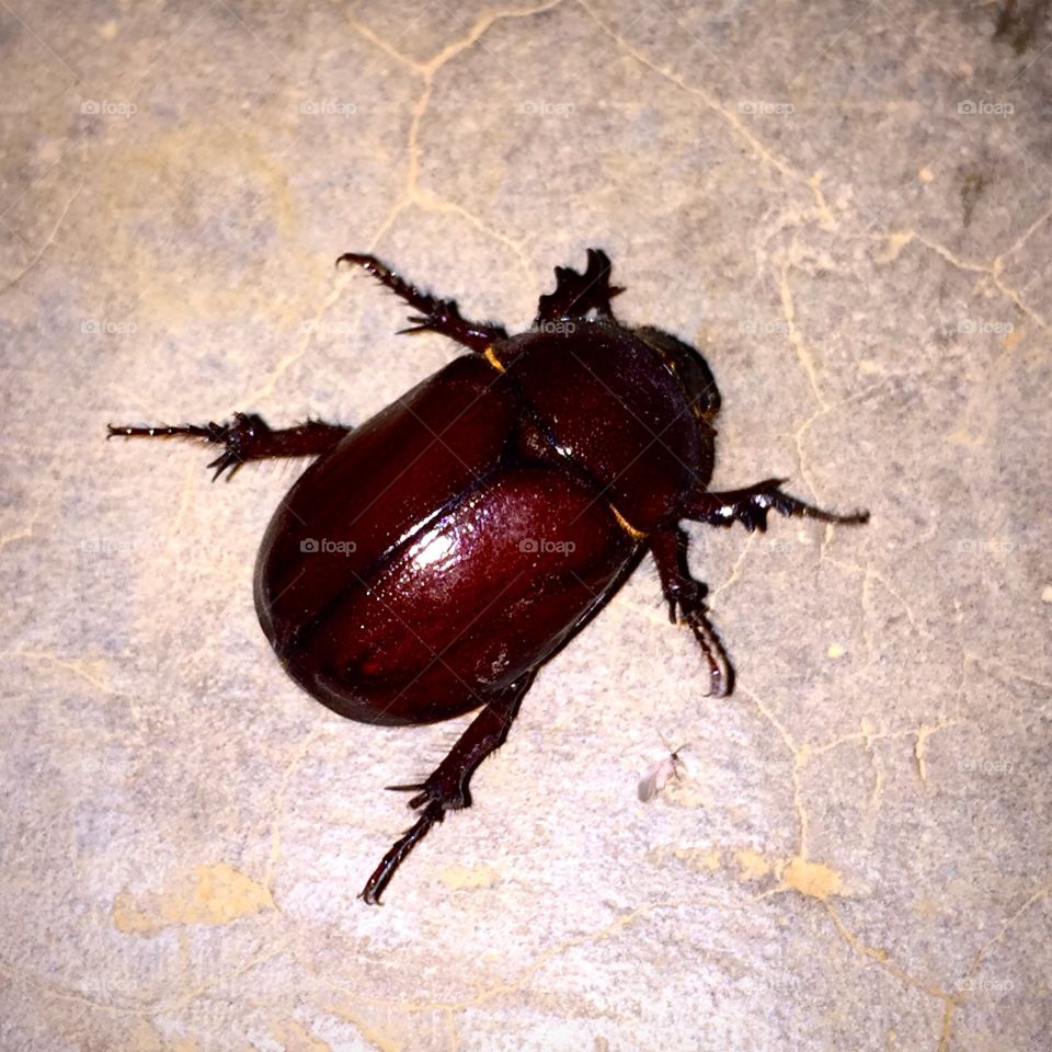 Beetle 