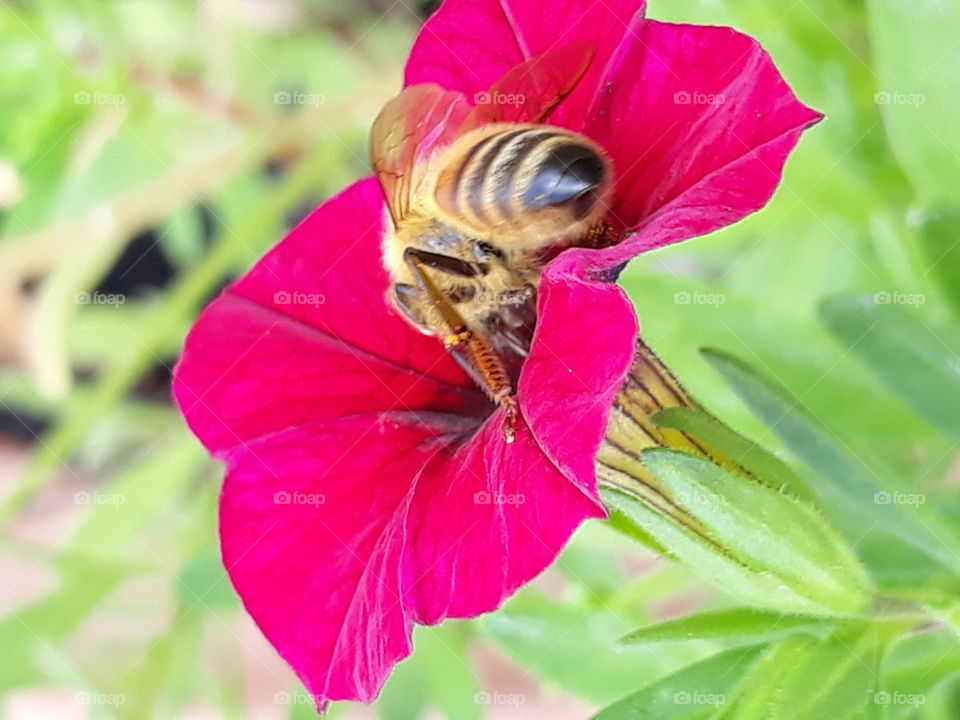 A Bee hard at work