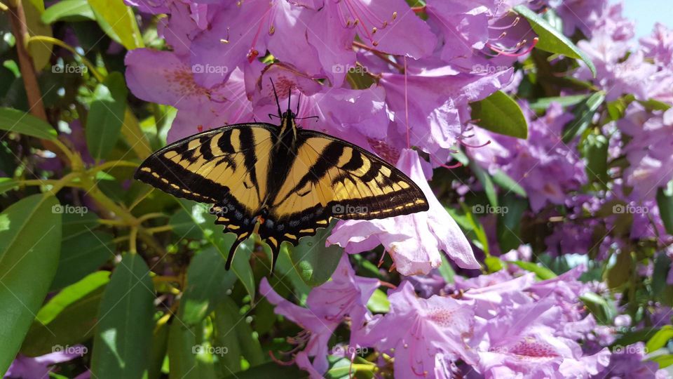 Monarch Butterfly