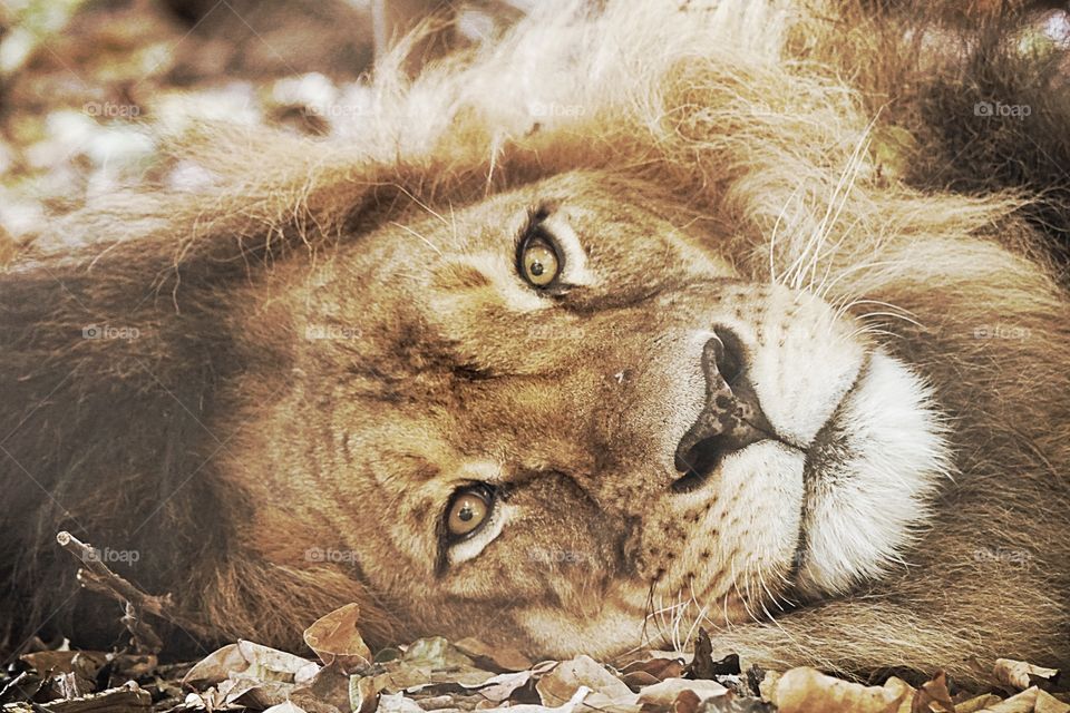 Close-up of  a lion resting
