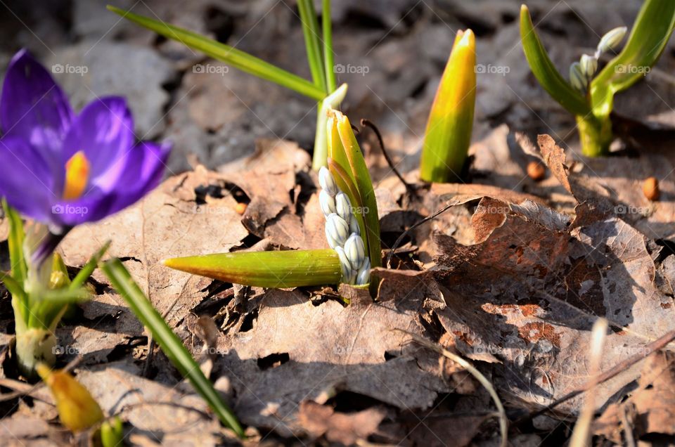 Flowers in the garden
