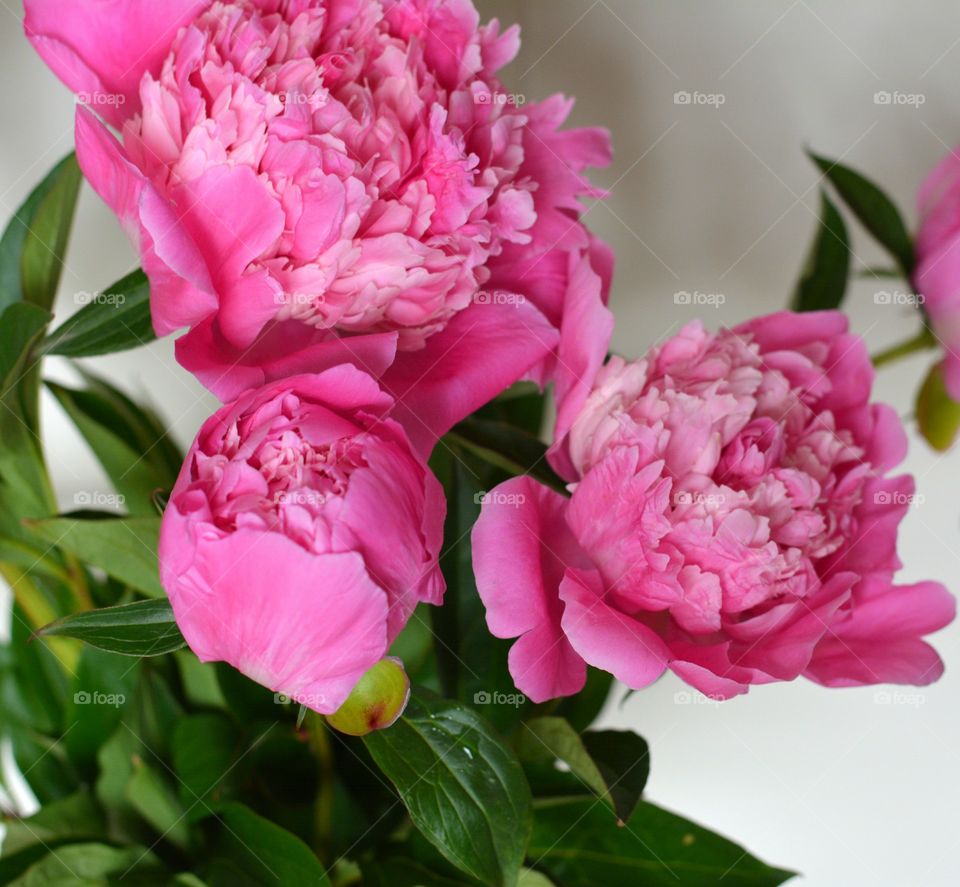 Flower, Nature, Flora, Peony, Floral