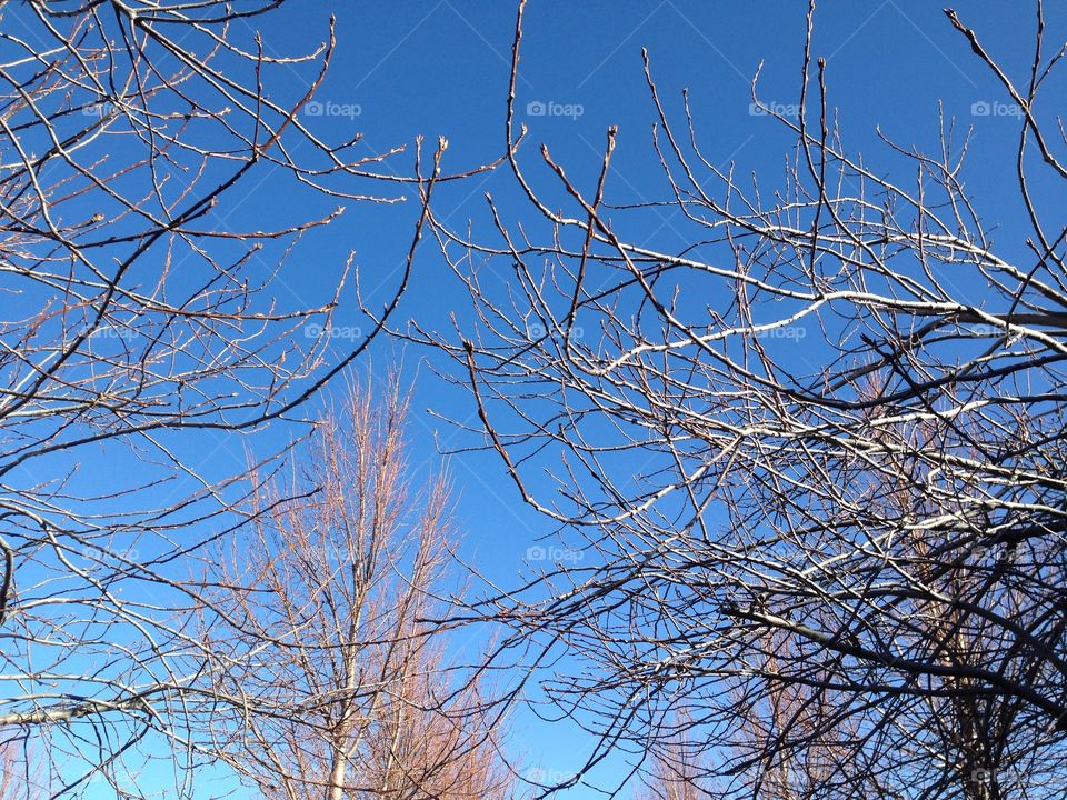 Spring trees budding