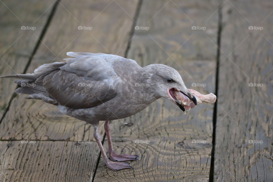 Seagull eating chicken leg?