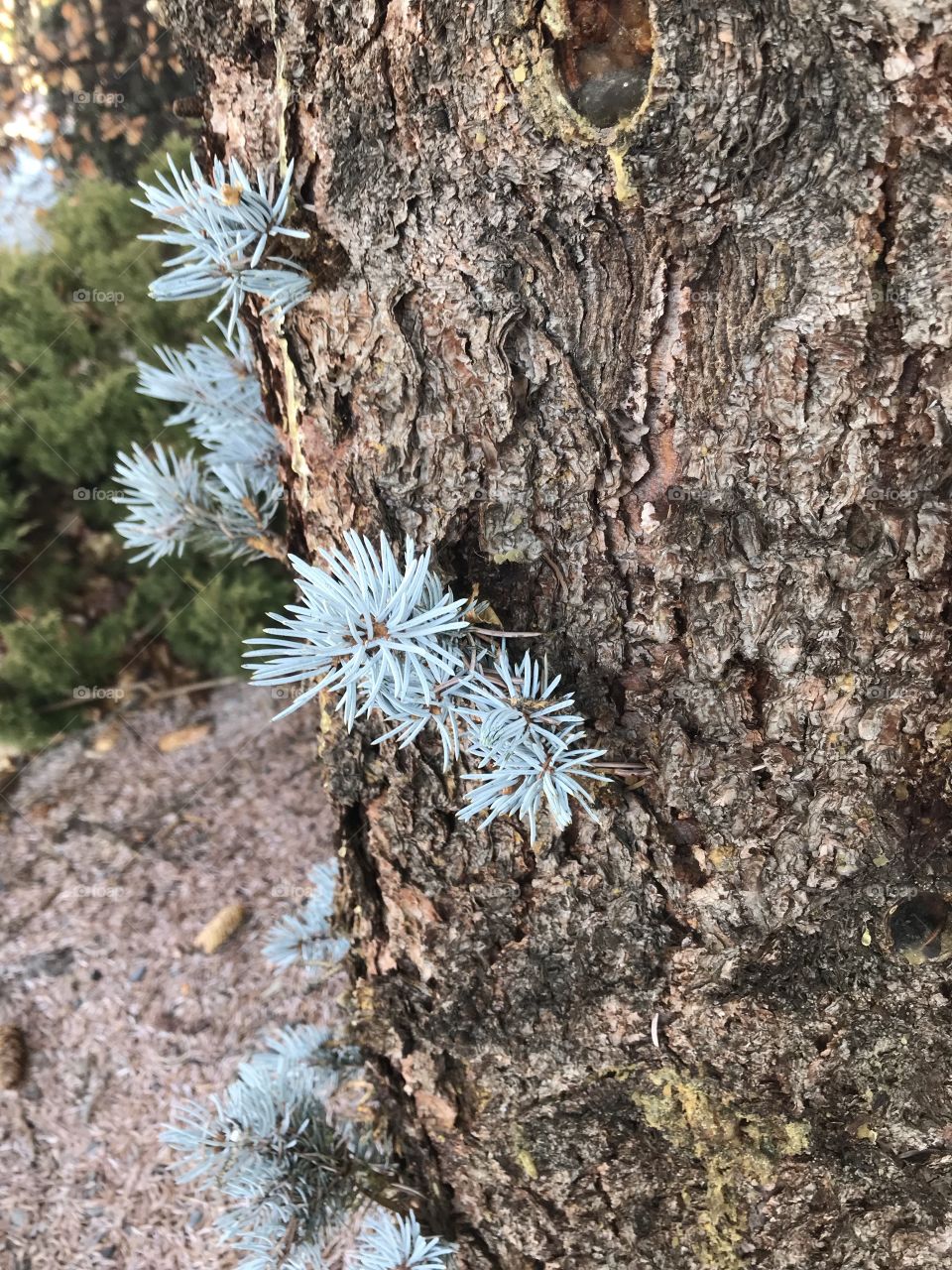 Blue Spruce branch shoots growing out of the trunk of a landscaped Blue Spruce tree in Central Oregon. 