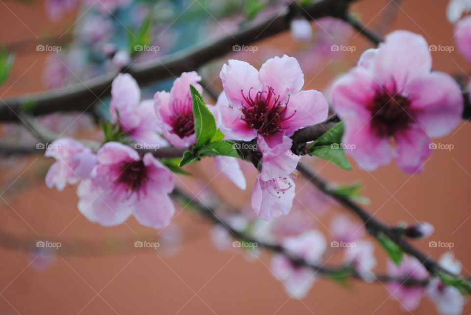 Pink flower blooming
