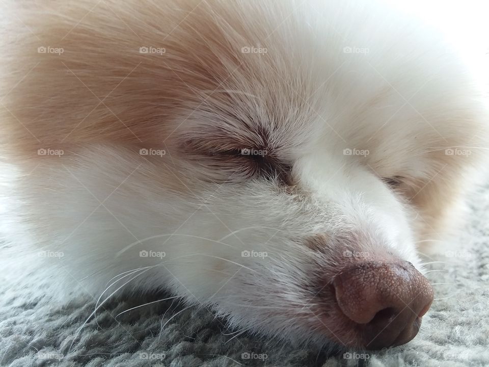Sleeping Pup