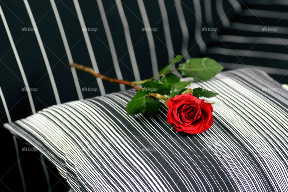 Red rose flower in black and white stripes sofa and cushions