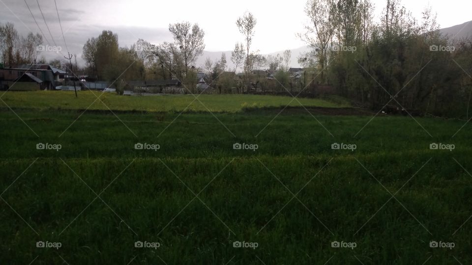 Landscape, Tree, Grass, Hayfield, Environment