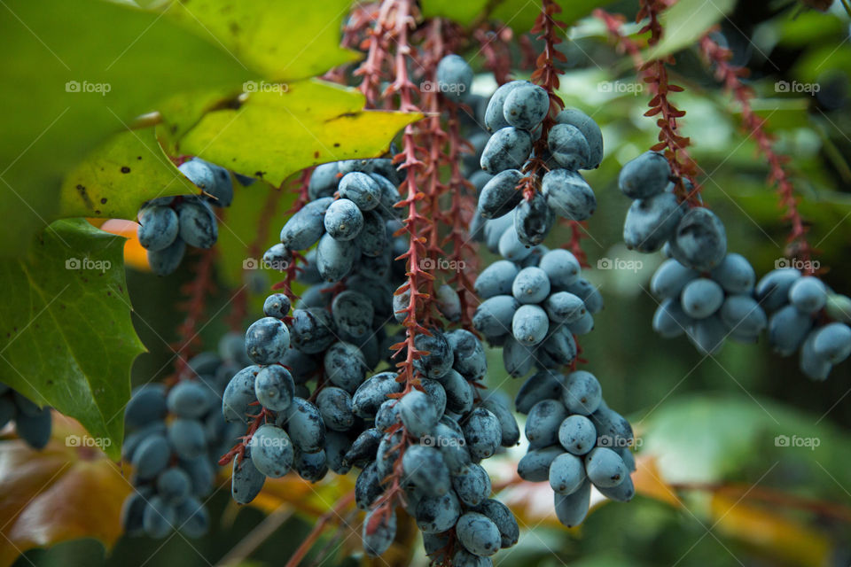 Grapes and berries in purple 