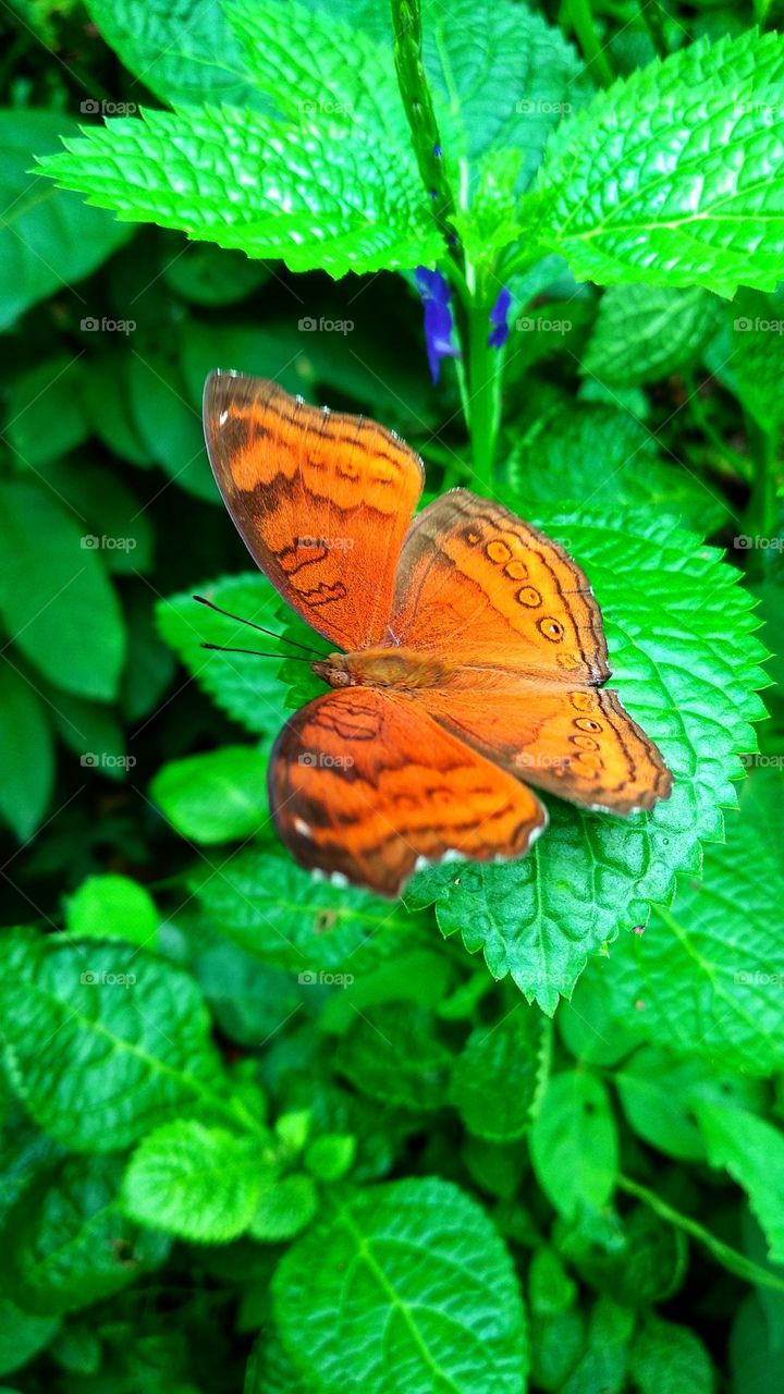 Beautiful orange butterfly perched on a leaf