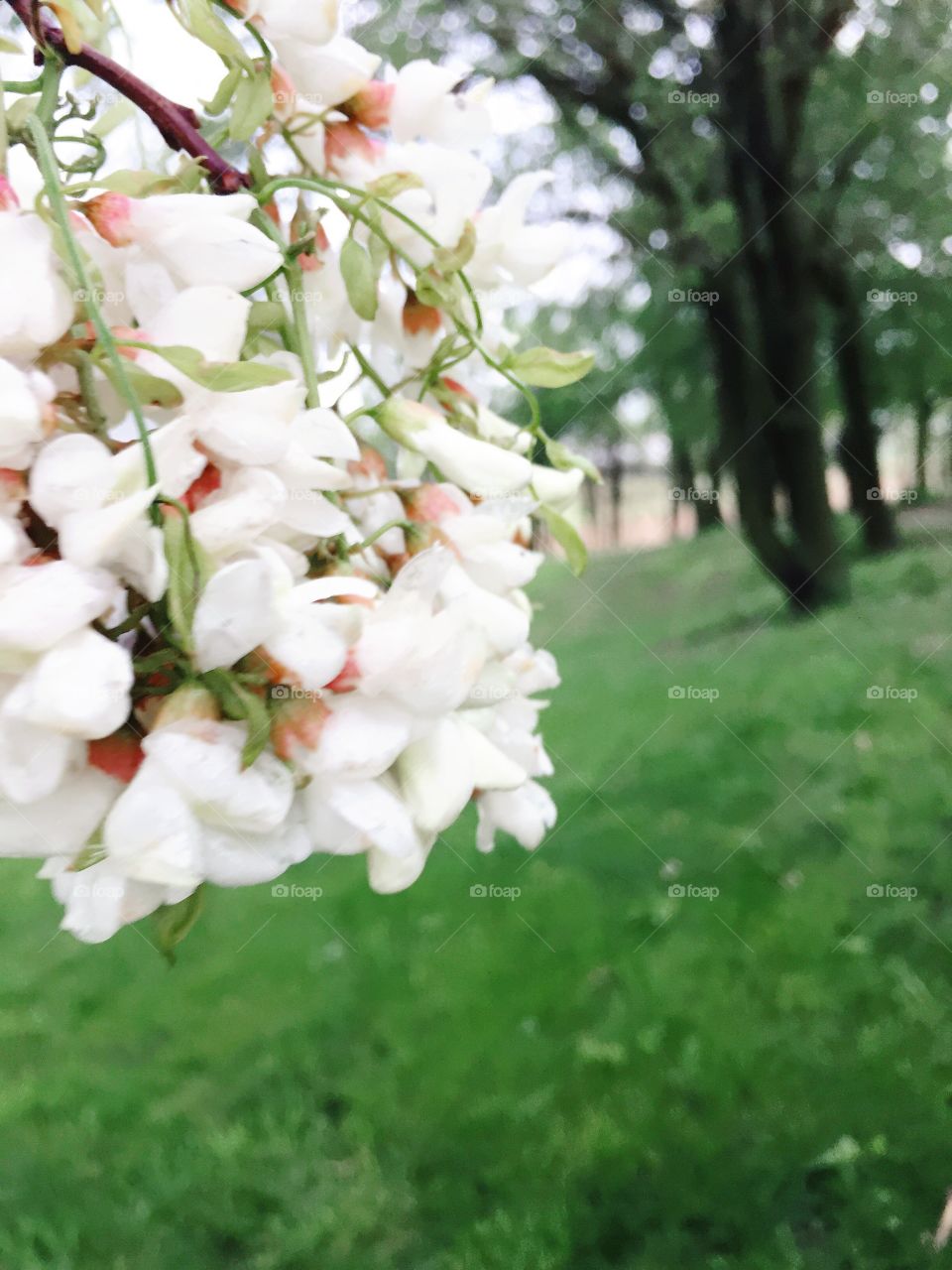 A cluster of White Locust tree blossoms hangs down against a backdrop of blurred trees on a grassy hill
