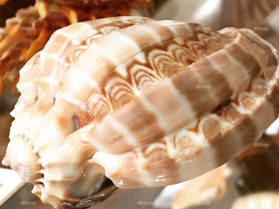 Close-up of conch shell