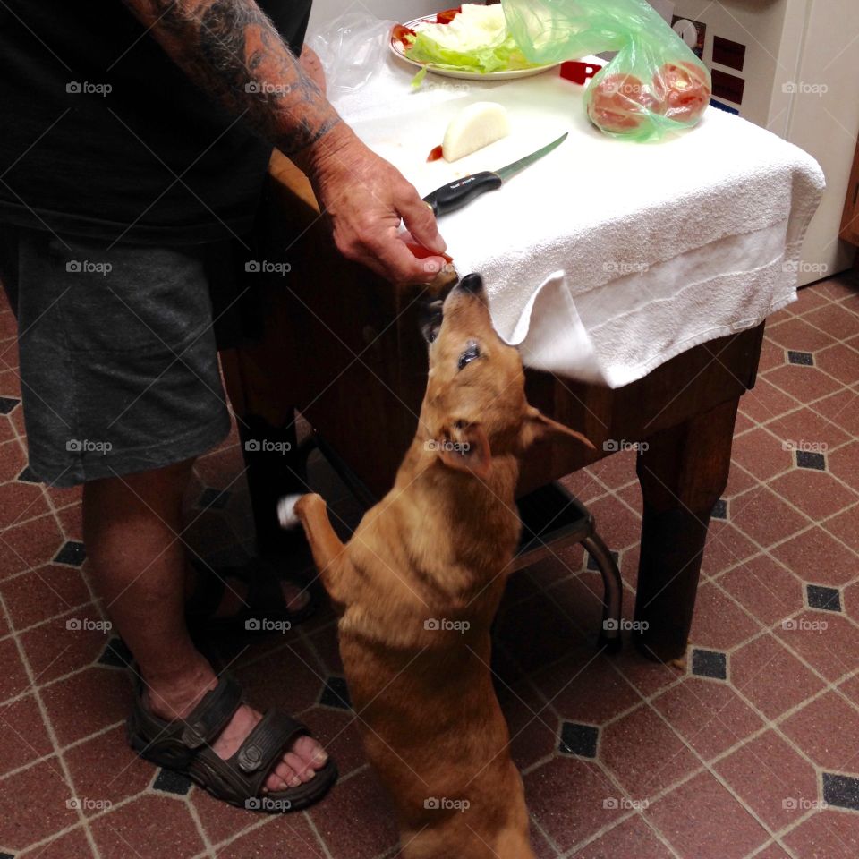 Feeding Pet Dog While Making Salad