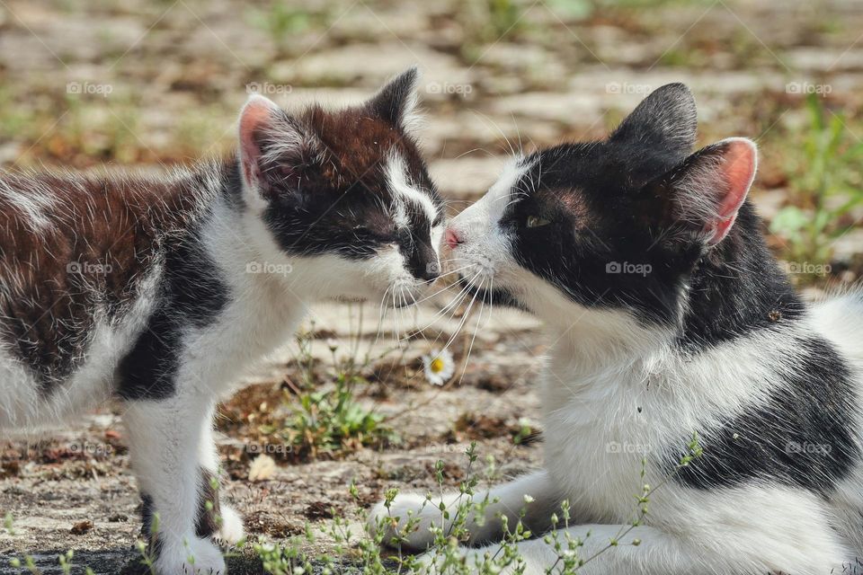 Cat family love