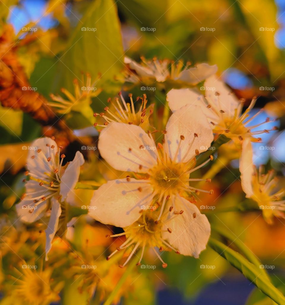 Cherry Blossoms in the light of the sunset