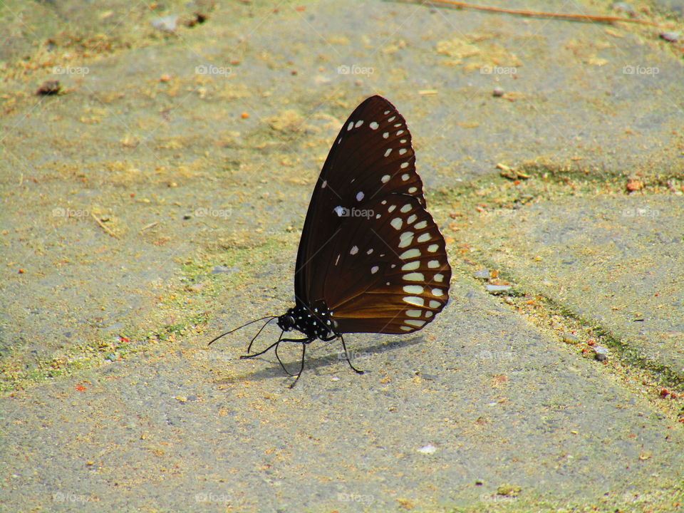 Beautiful butterfly Euploea core, the common crow is a common butterfly .Common Indian crow, and in Australia as the Australian crow.It belongs to the crows and tigers subfamily Danainae.