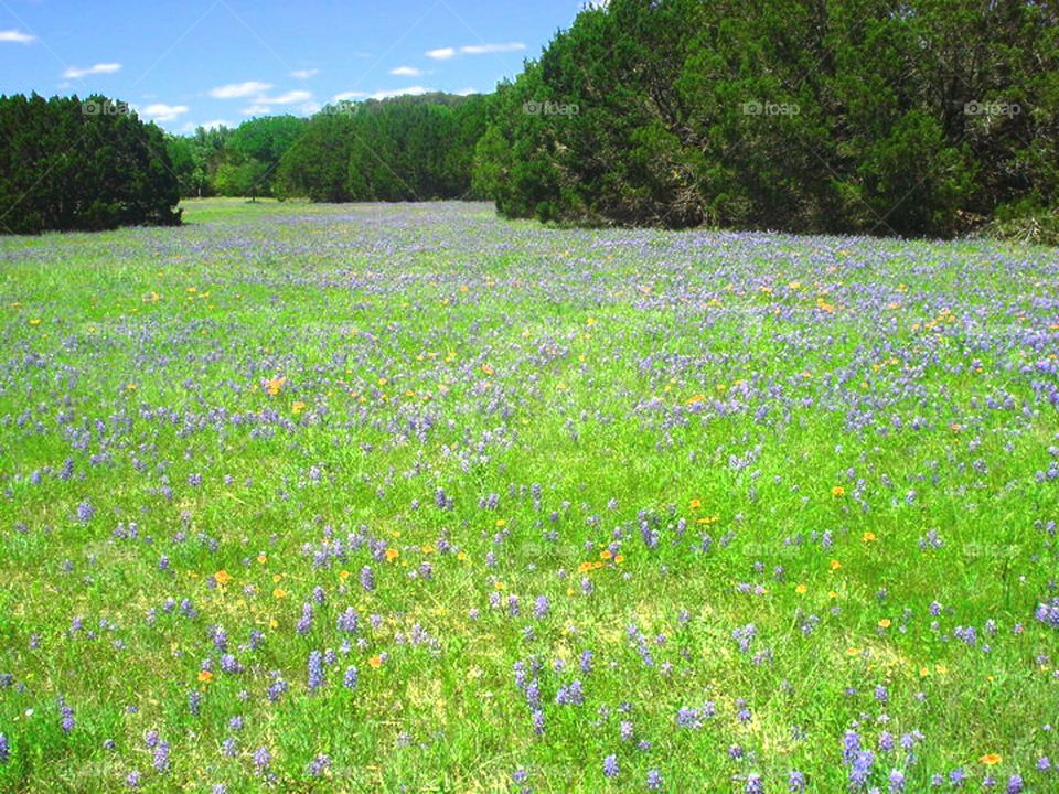 Bluebonnets in Texas
