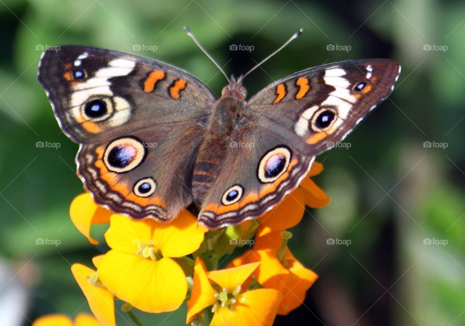 Spotted brown butterfly