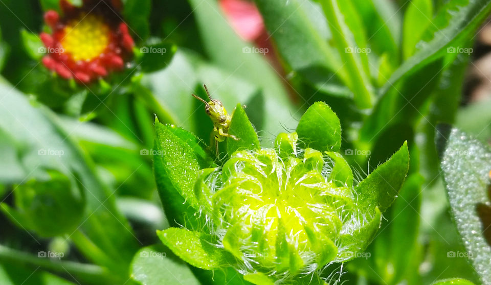 Grasshopper peeking over flower