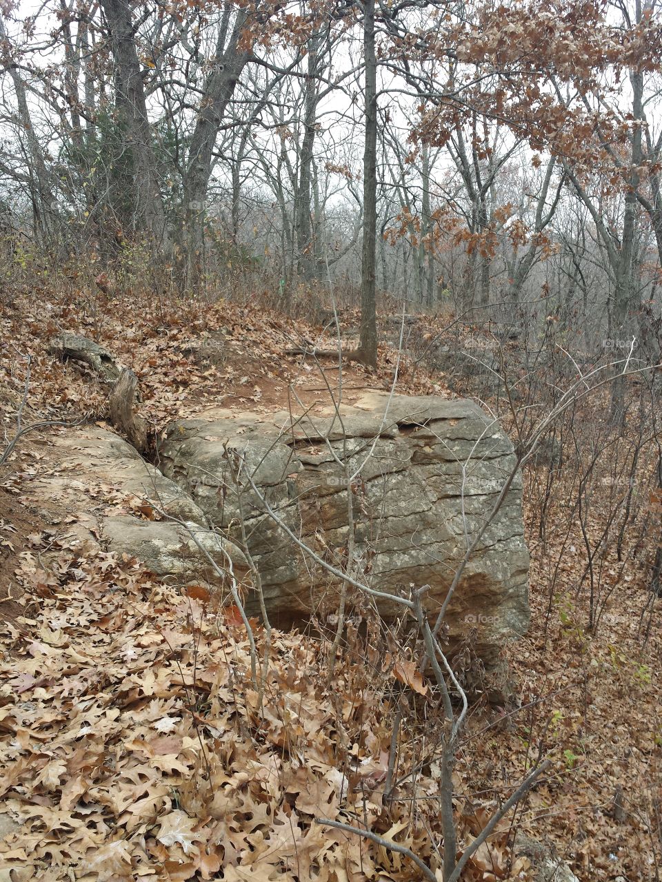 Dry autumn leaves in forest
