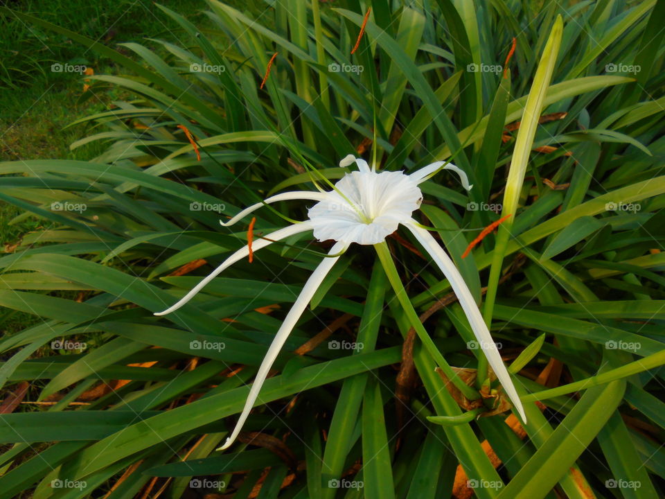 Spider lily