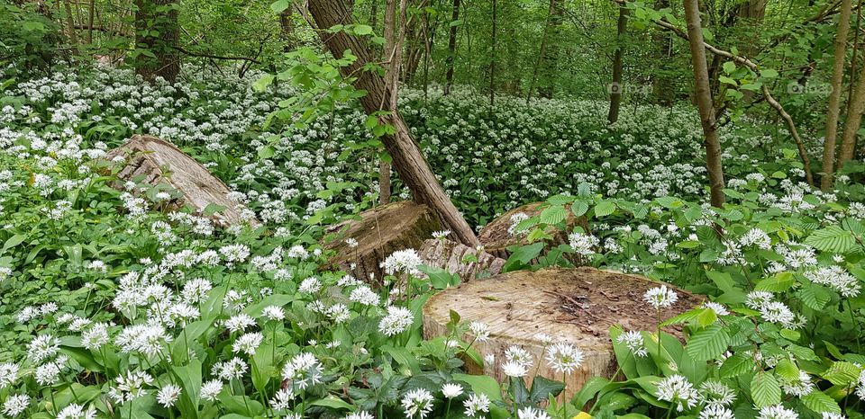 Flower of wild garlic