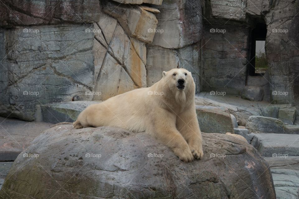 Polar bear 