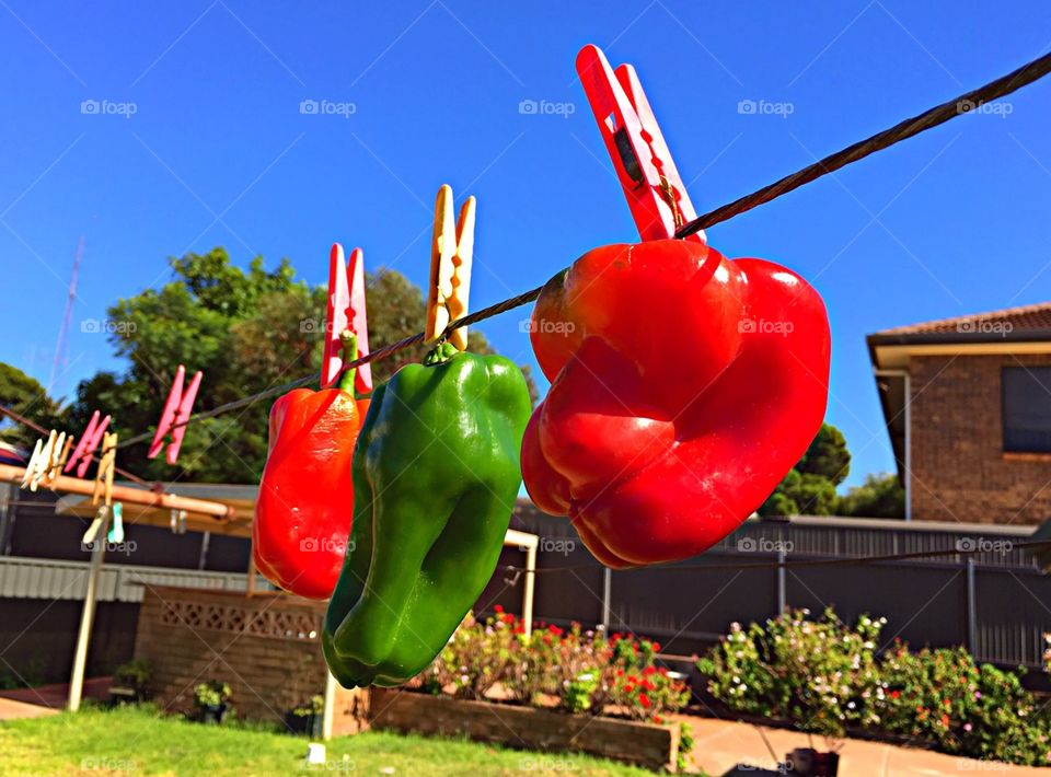 Bright red and green sweet bell peppers hanging by coloured clothespin a on a wire clothesline against a vivid blue sky