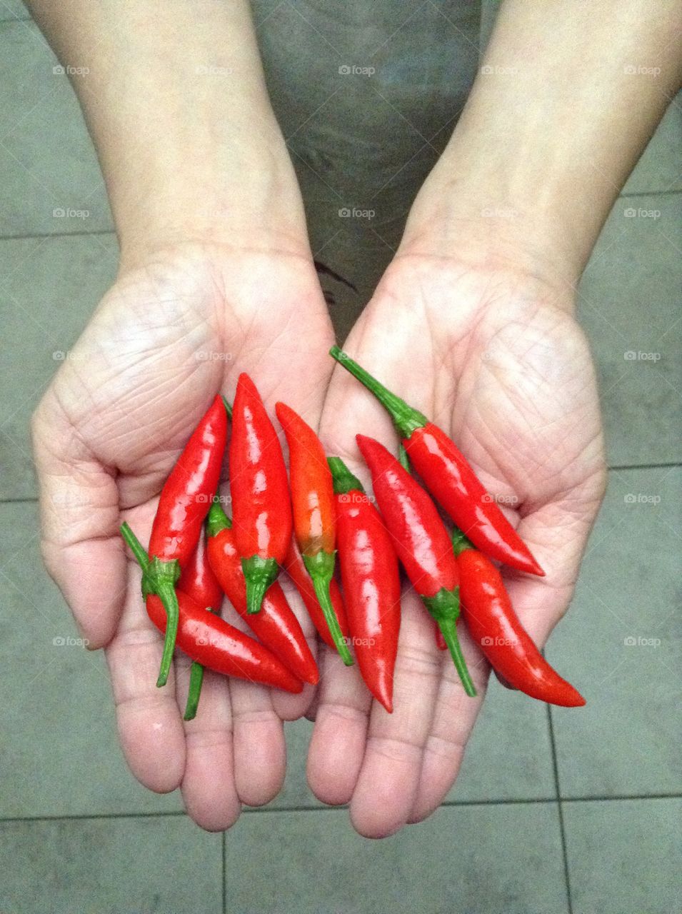 Hands holding chillies