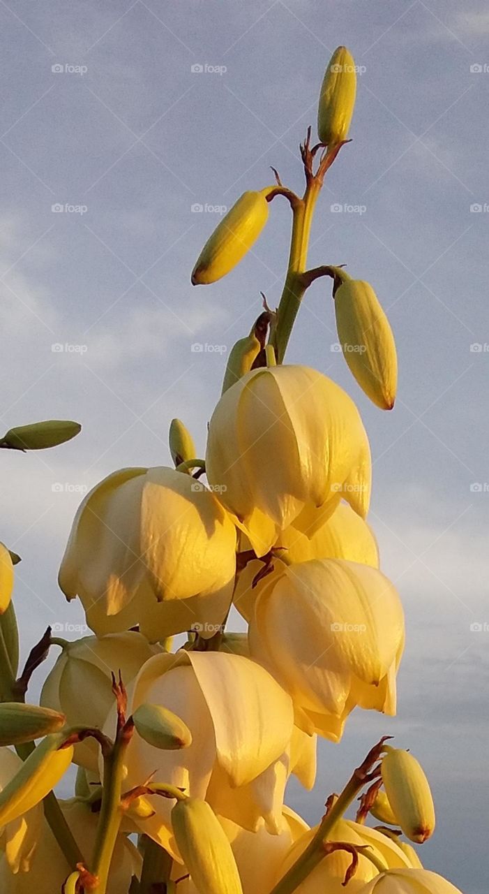 white bell flowers of aloe with soft evening light and cloudy sky