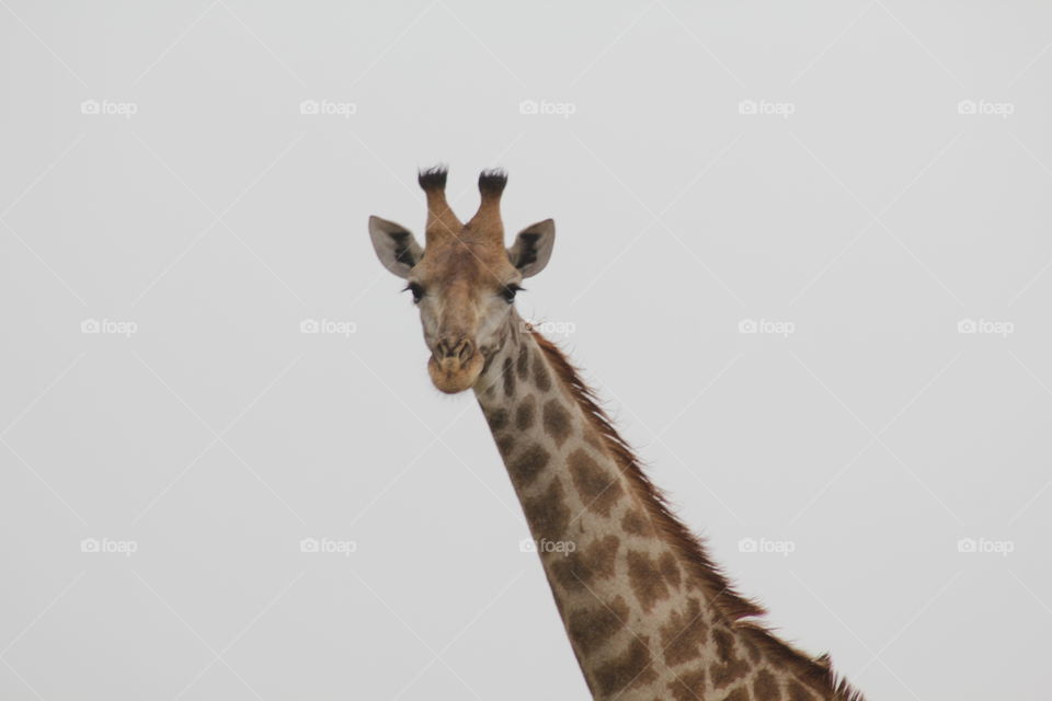 Kruger park South Africa 