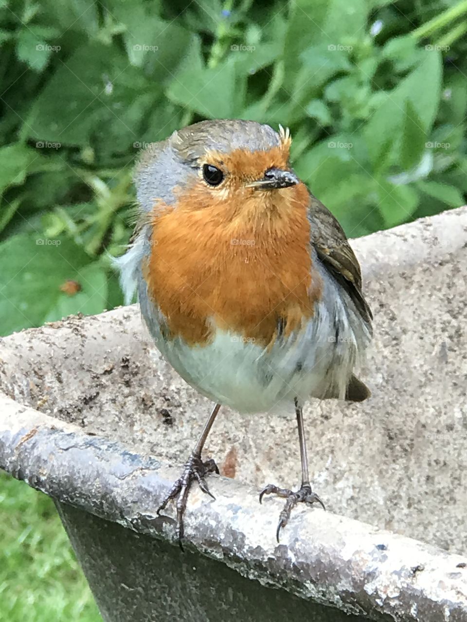 Lovely robin 