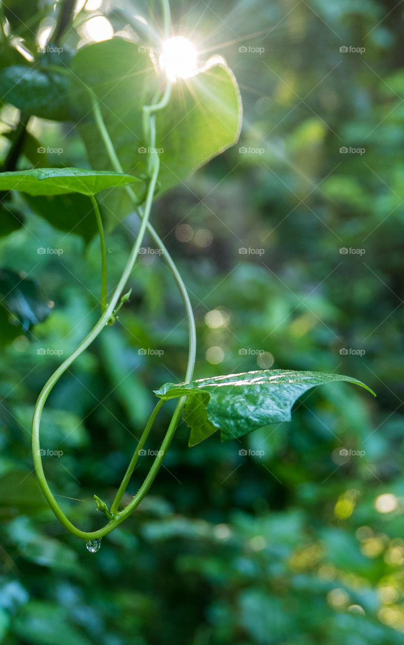 Leaf, Nature, Flora, Garden, Growth