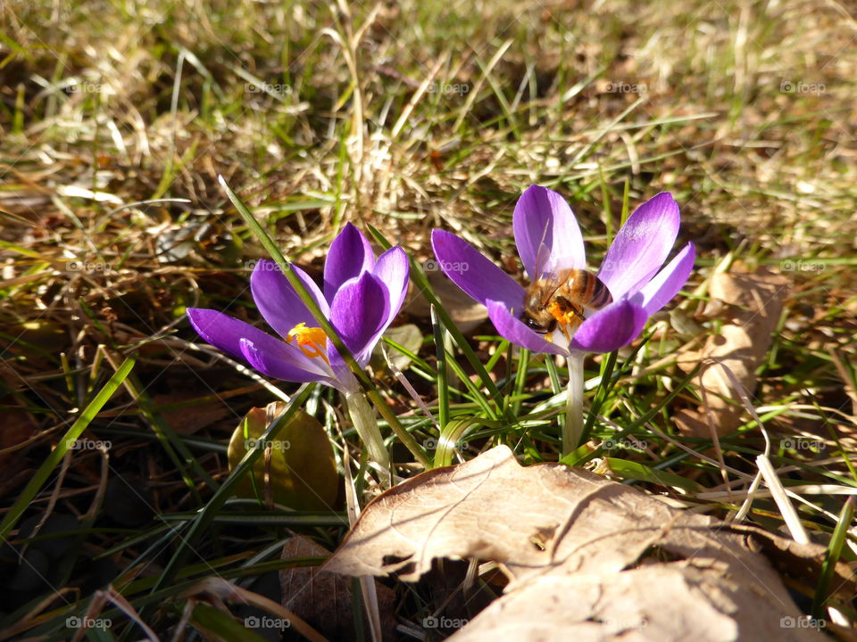 crocus