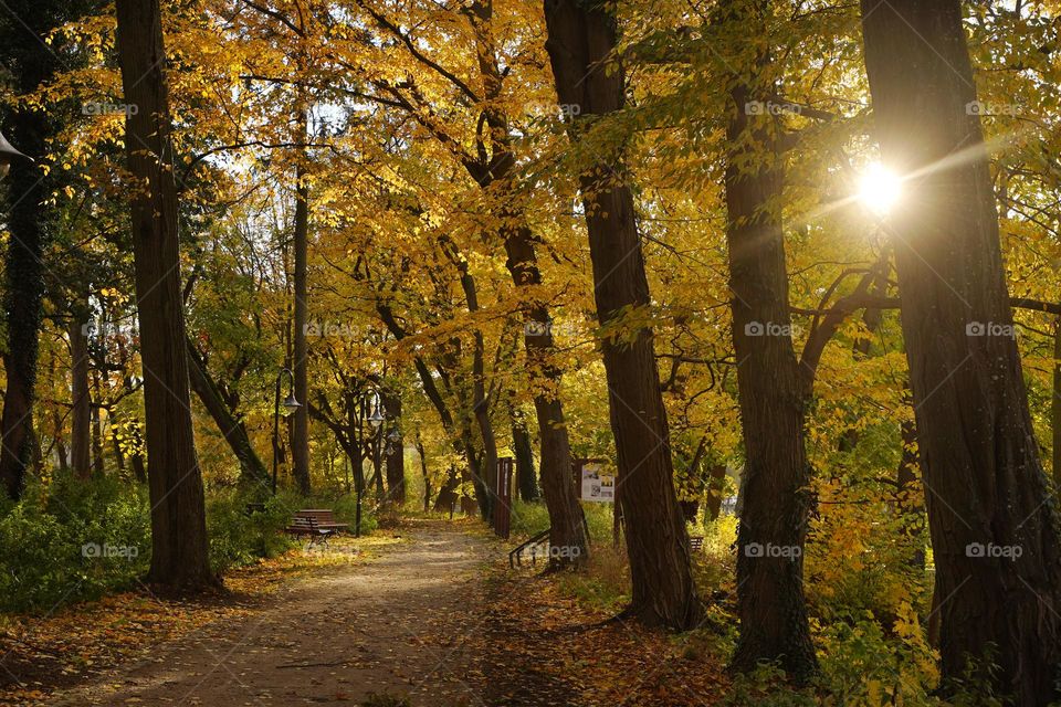 Path in the autumn park