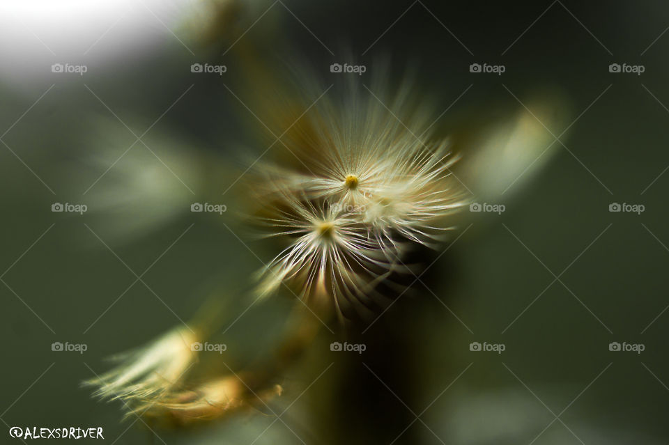 Dandelion flower in macro