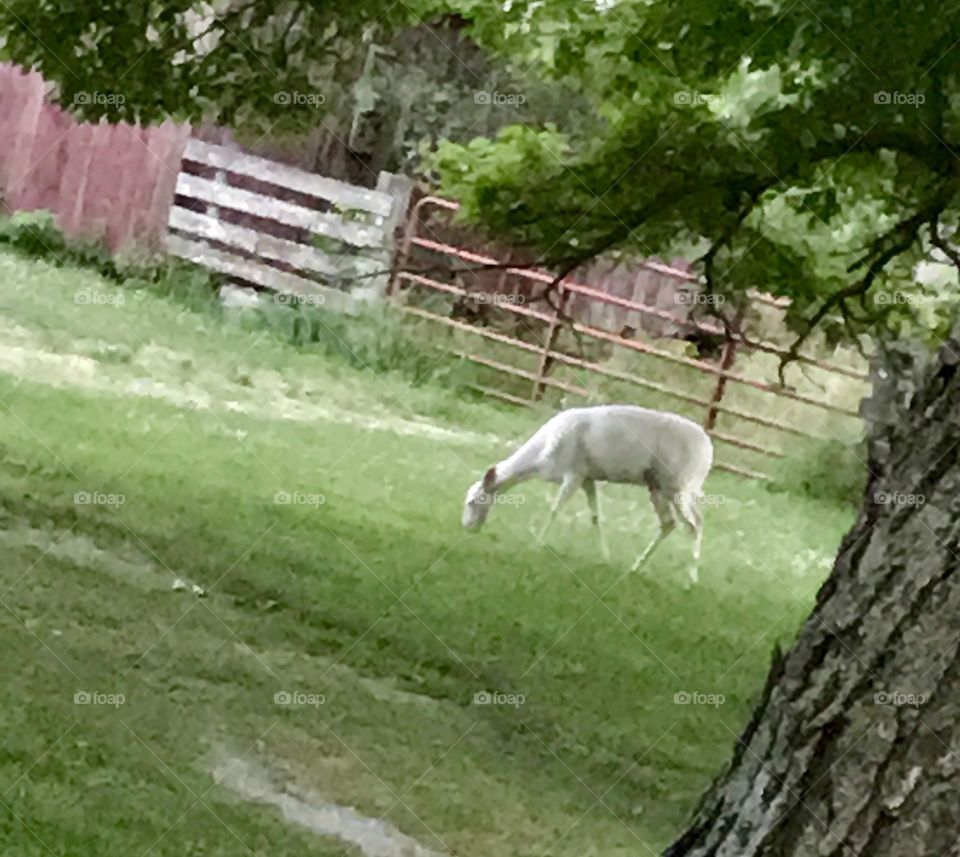 Albino deer