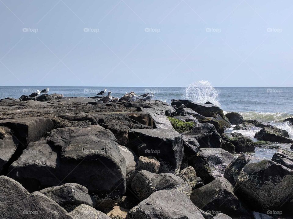 Seagulls, Rocks, and a Blast of Atlantic Ocean Water Splashing at Asbury Park Beach in New Jersey